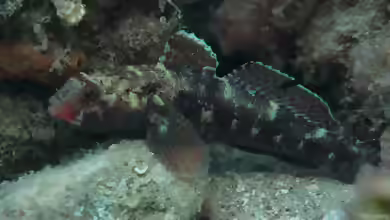 Gobius cruentatus im Aquarium halten