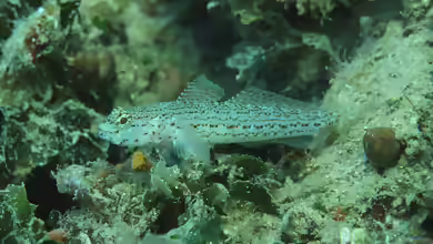 Gobius fallax im Aquarium halten