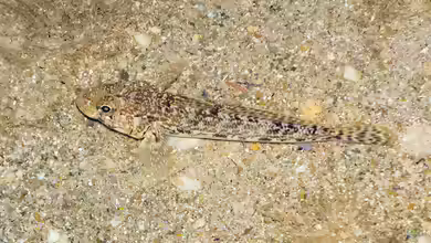 Gobius geniporus im Aquarium halten