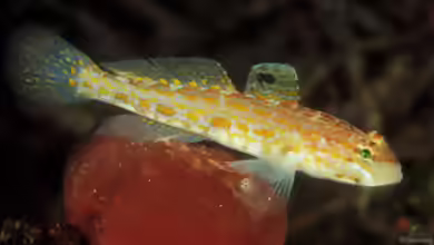 Gobius kolombatovici im Aquarium halten