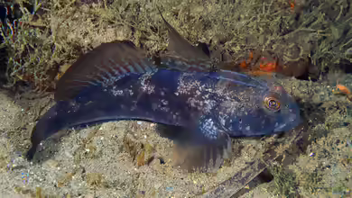 Gobius niger im Aquarium halten