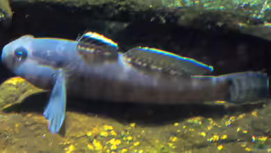 Gobius paganellus im Aquarium halten