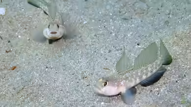 Gobius roulei im Aquarium halten