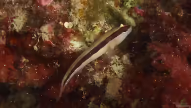 Gobius vittatus im Aquarium halten