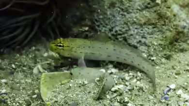 Gobius xanthocephalus im Aquarium halten