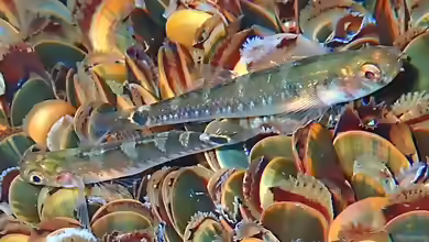 Gobiusculus flavescens im Aquarium halten