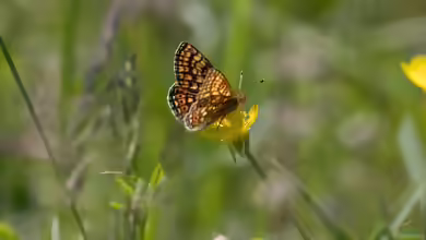 Goldener-Scheckenfalter im Garten