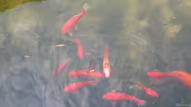 Goldfische - Carassius auratus im Aquarium oder Teich halten