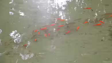 Goldfische im Naturteich: Ein No Go?