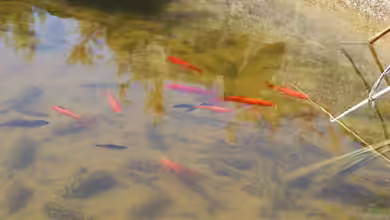 Goldfische richtig überwintern