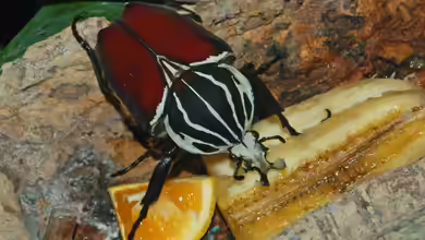 Goliathus goliatus im Terrarium halten