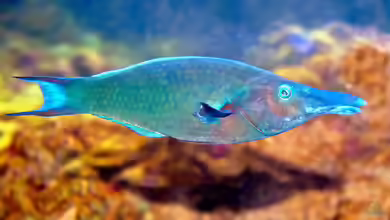Gomphosus caeruleus im Aquarium halten