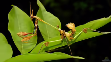 Gongylus gongylodes im Terrarium halten