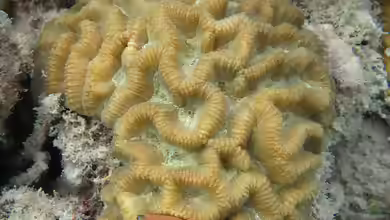 Goniastrea australensis im Aquarium halten