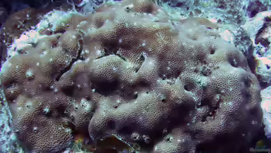 Goniastrea edwardsi im Aquarium halten