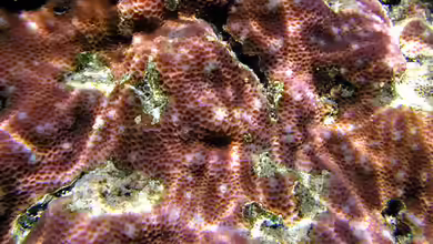Goniastrea minuta im Aquarium halten