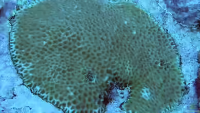 Goniastrea pectinata im Aquarium halten