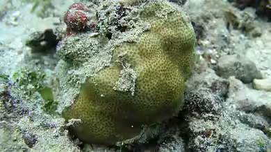 Goniastrea retiformis im Aquarium halten