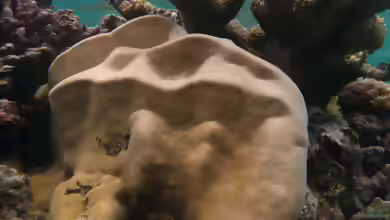 Goniastrea stelligera im Aquarium halten