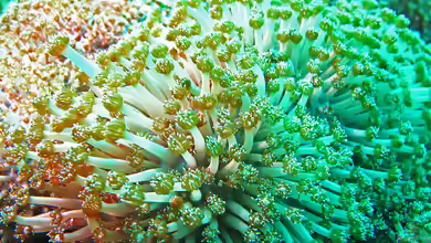 Goniopora columna im Aquarium halten