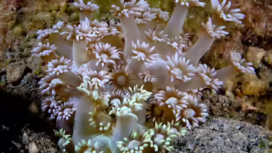 Goniopora djiboutiensis im Aquarium halten