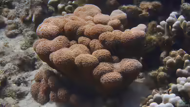 Goniopora lobata im Aquarium halten