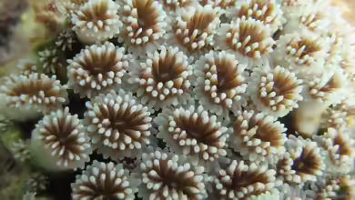 Goniopora stokesi im Aquarium halten