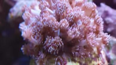 Goniopora tenuidens im Aquarium halten