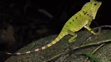 Gonocephalus doriae im Terrarium halten