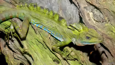 Gonocephalus grandis im Terrarium halten