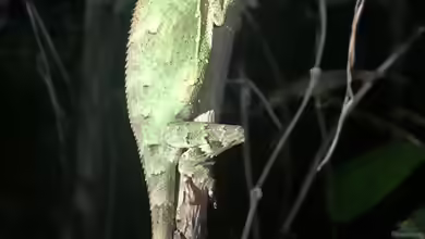 Gonocephalus kuhlii im Terrarium halten