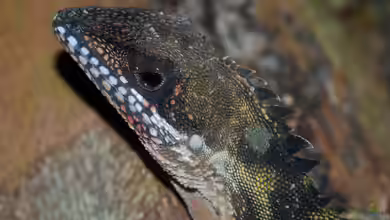 Gonocephalus robinsonii im Terrarium halten