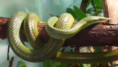Gonyosoma boulengeri im Terrarium halten