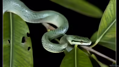 Gonyosoma frenatum im Terrarium halten