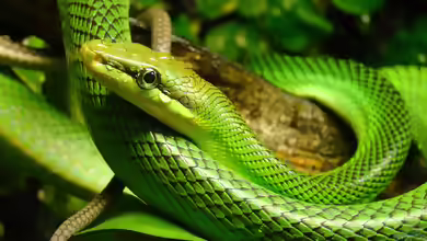 Gonyosoma oxycephalum im Terrarium halten