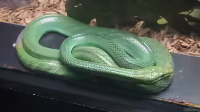 Gonyosoma prasinum im Terrarium halten