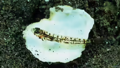 Grallenia lipi im Aquarium halten
