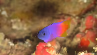 Gramma brasiliensis im Aquarium halten