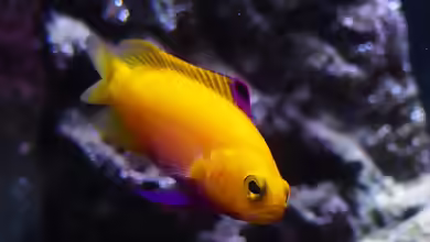 Gramma dejongi im Aquarium halten