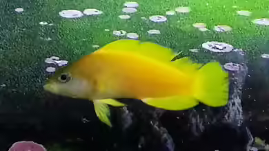 Gramma linki im Aquarium halten
