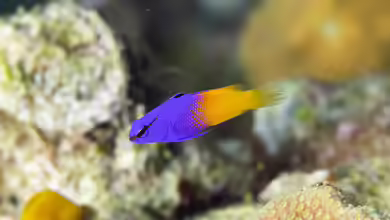 Gramma loreto im Aquarium halten