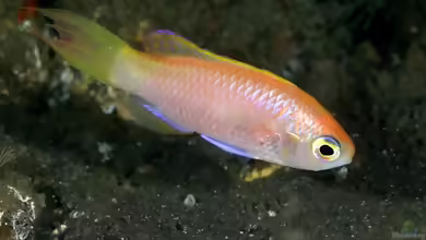 Grammatonotus surugaensis im Aquarium halten