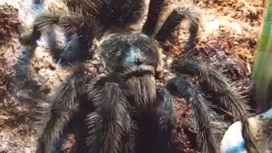Grammostola grossa halten
