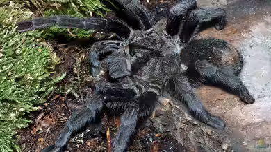 Grammostola pulchra im Terrarium halten