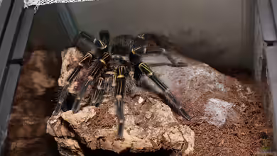 Grammostola pulchripes im Terrarium halten