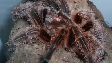 Grammostola rosea halten