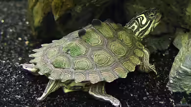 Graptemys nigrinoda im Terrarium halten