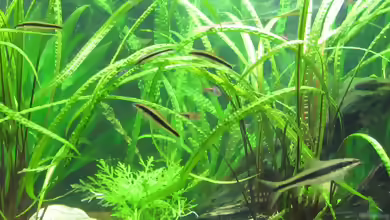 Grasblättriger Wasserkelch im Aquarium pflegen