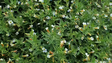 Gratiola officinalis im Gartenteich pflegen