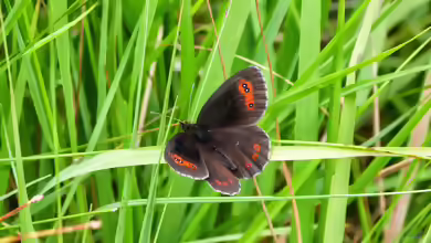 Graubindiger Mohrenfalter im Garten